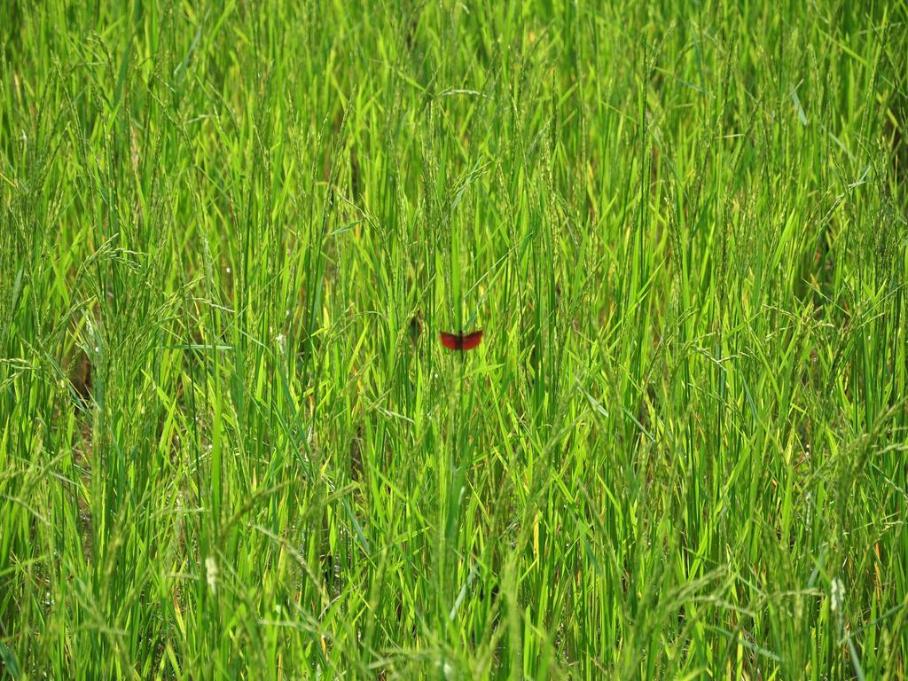 Viengtara Vangvieng Resort Vangviang Kültér fotó